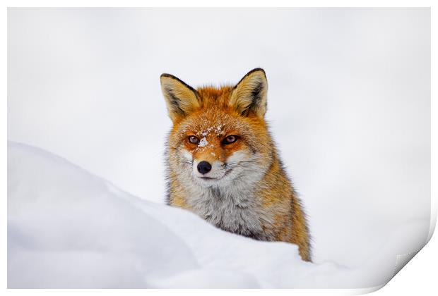 Red Fox Hunting in Winter Print by Arterra 