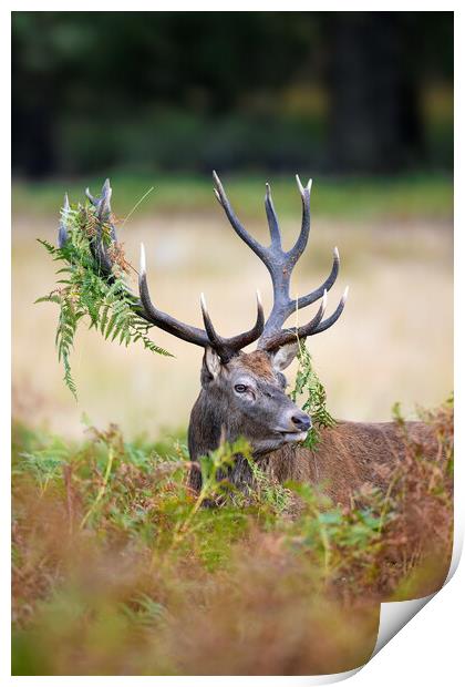 Red Deer with Ferns in Antlers Print by Arterra 