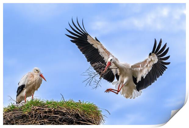 White Storks Building Nest Print by Arterra 