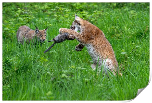 Lynxes Playing with Prey Print by Arterra 