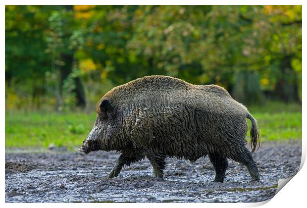 Wild Boar in Woodland Print by Arterra 