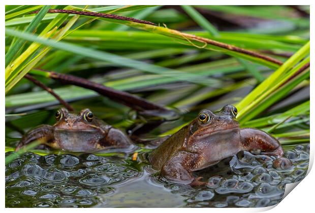 Two Brown Frogs in Pond Print by Arterra 