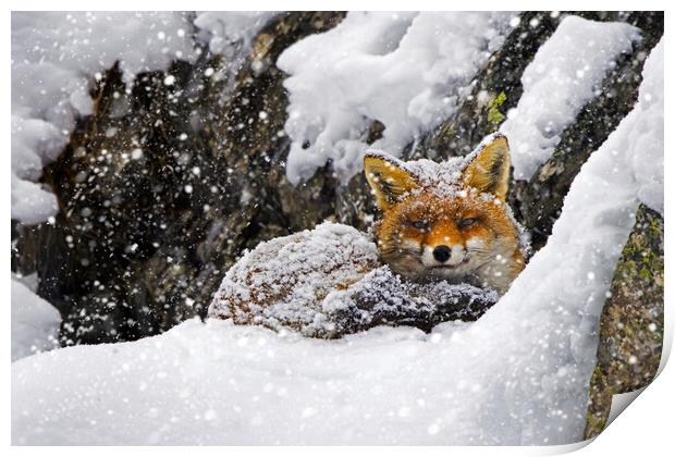 Red Fox during Snowfall Print by Arterra 