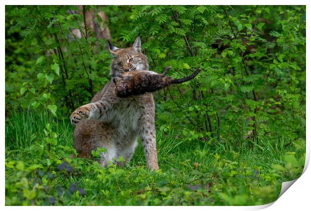 Lynx with Prey in Forest Print by Arterra 