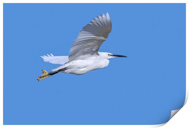 Flying Little Egret Print by Arterra 