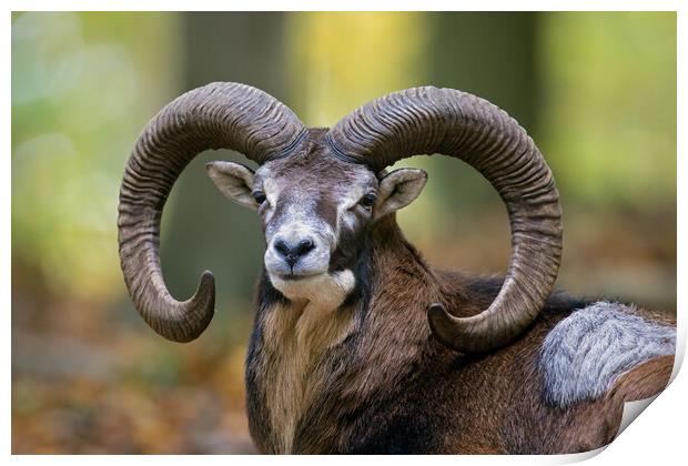 European Mouflon Ram Print by Arterra 