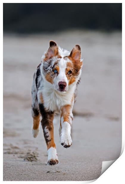 Australian Shepherd Dog Running Print by Arterra 