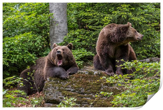 Brown Bear Couple in Forest Print by Arterra 
