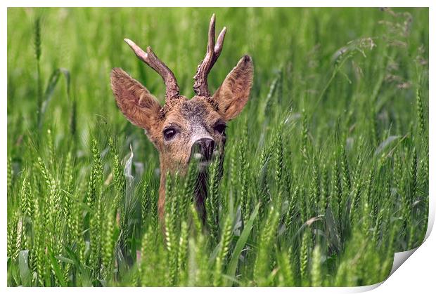 Roe Deer in Field Print by Arterra 