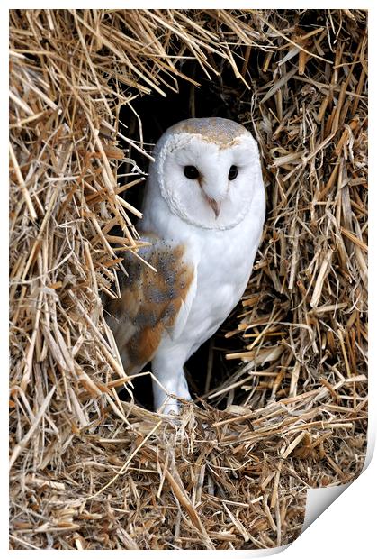 Barn Owl in Haystack Print by Arterra 