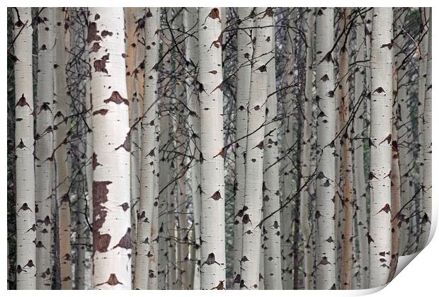 Quaking aspen Print by Arterra 