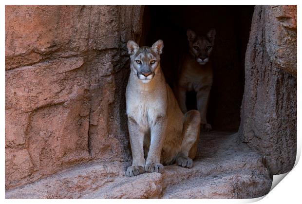 Mountain Lions in Cave Print by Arterra 