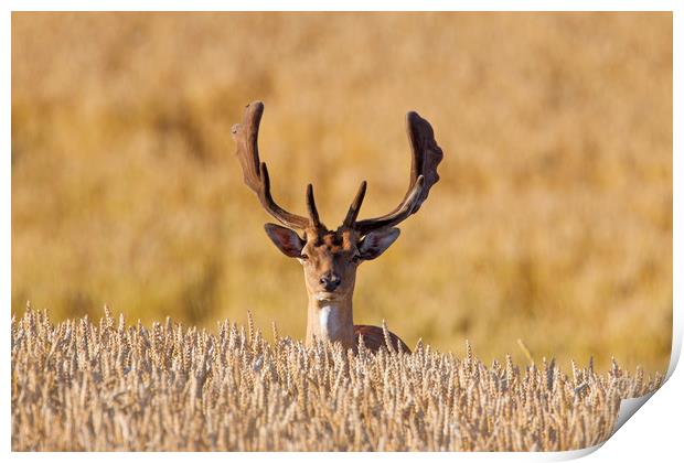 Fallow deer in Wheat Field Print by Arterra 