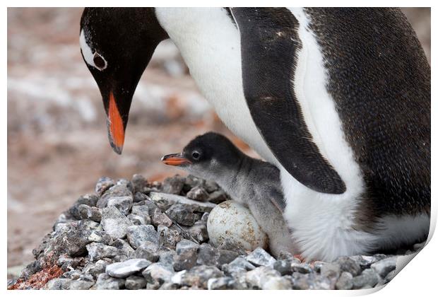 Gentoo Penguin with Chick Print by Arterra 