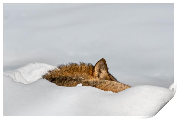 Sleeping Wolf in the Snow Print by Arterra 