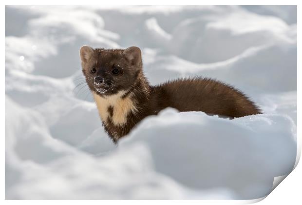 Pine Marten Hunting in the Snow Print by Arterra 