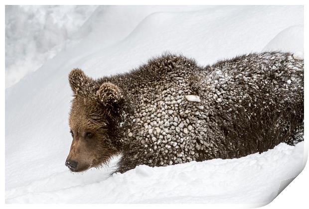 Brown Bear Cub in the Snow Print by Arterra 