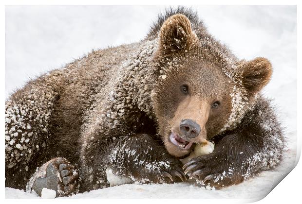 Brown Bear Cub Chewing Bone Print by Arterra 