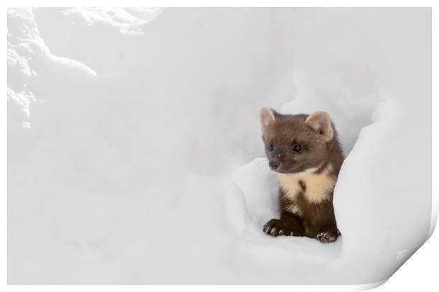 Curious Pine Marten in the Snow Print by Arterra 