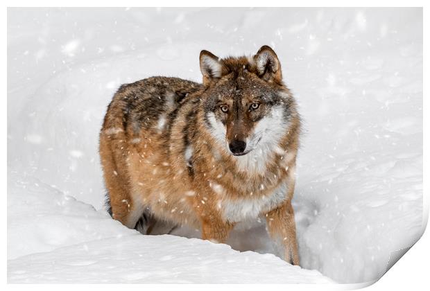 Wolf in the Snow in Winter Print by Arterra 