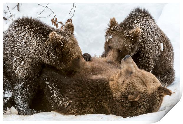Brown Bear Suckling Cubs in the Snow Print by Arterra 