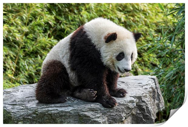 Giant Panda Bear Cub Print by Arterra 