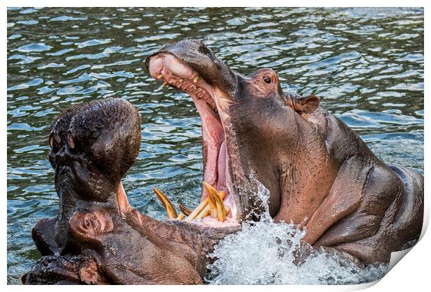 Fighting Hippos Print by Arterra 