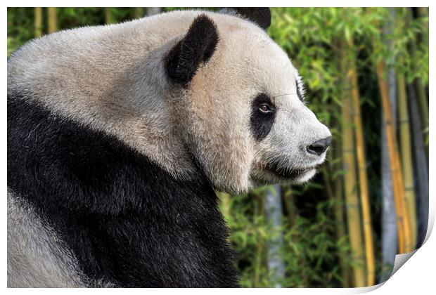 Giant Panda Bear in Bamboo Forest Print by Arterra 