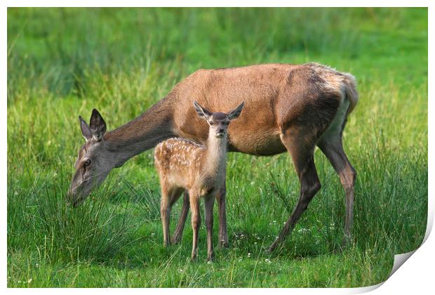 Red Deer Hind with Fawn Print by Arterra 