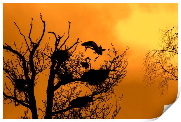 Grey Heron Landing on Nest at Sunset Print by Arterra 