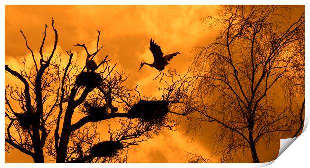 Heron Rookery at Sunset Print by Arterra 