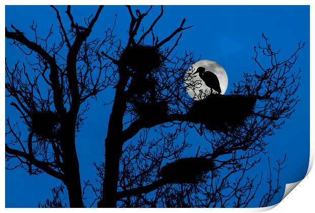 Heron on Nest at Night Print by Arterra 