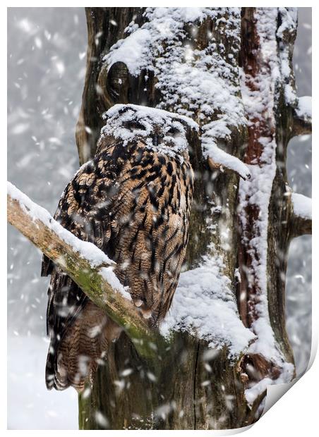 Eagle Owl in Snowstorm Print by Arterra 