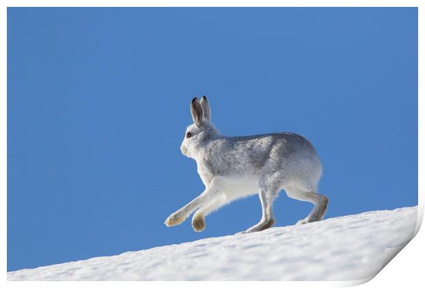 Mountain Hare in Winter Print by Arterra 