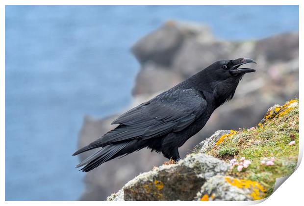 Raven in Scotland Print by Arterra 