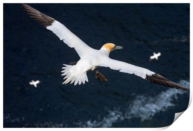 Northern Gannets soaring over Ocean Print by Arterra 
