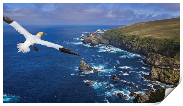 Gannet flying over Hermaness, Shetland Print by Arterra 