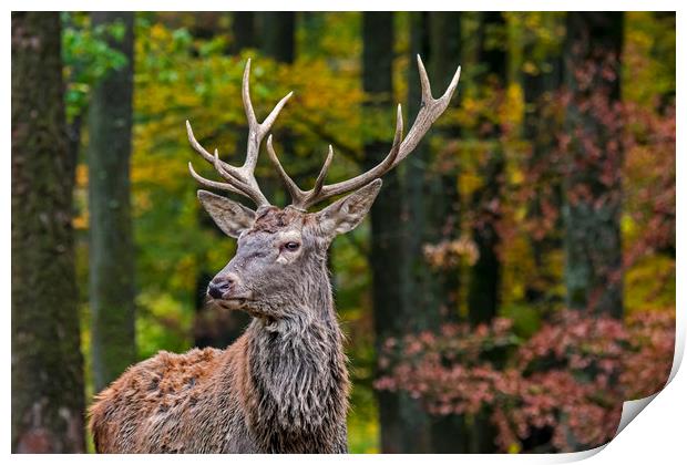 Young Red Deer Stag in Autumn Forest Print by Arterra 