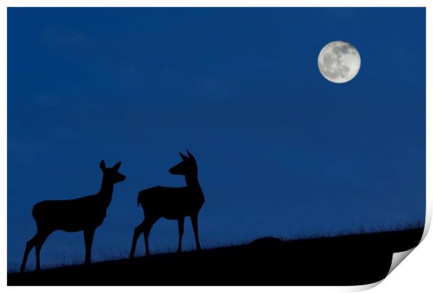 Red Deer Hinds at Night Print by Arterra 