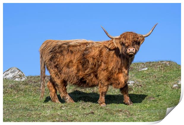 Highland Cow, Scotland Print by Arterra 