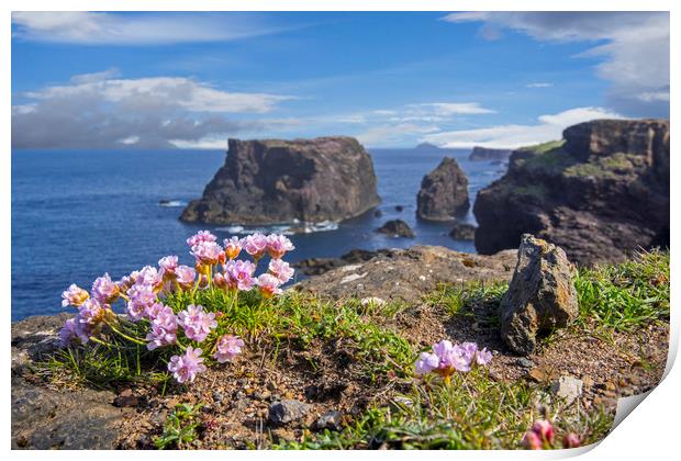 Sea Pink along the Shetland Coast, Scotland Print by Arterra 