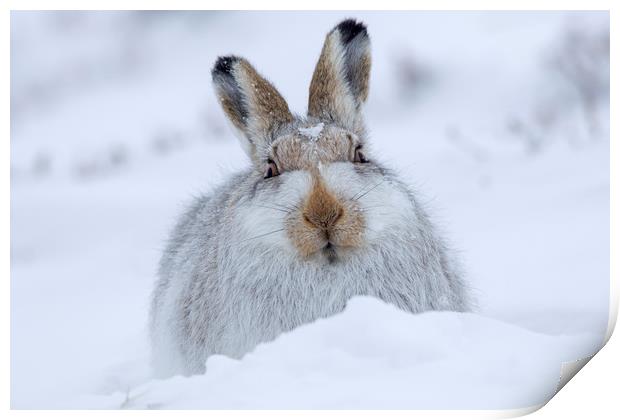 Mountain Hare in the Snow Print by Arterra 