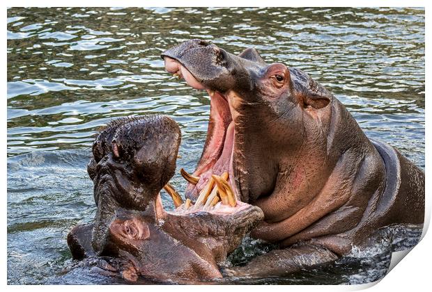 Fighting Hippos Print by Arterra 