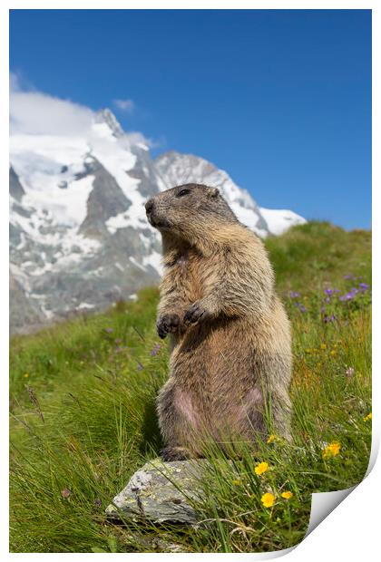 Marmot in the Alps Print by Arterra 