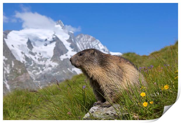 Alpine Marmot in the Hohe Tauern Print by Arterra 