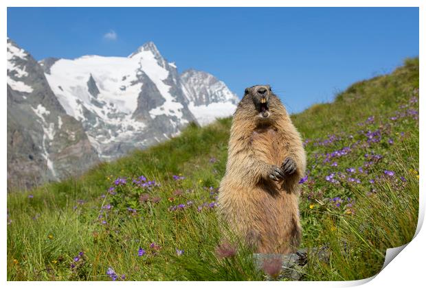 Alpine Marmot Calling in the Alps Print by Arterra 
