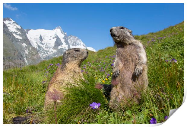 Alpine Marmot Couple in the Alps Print by Arterra 