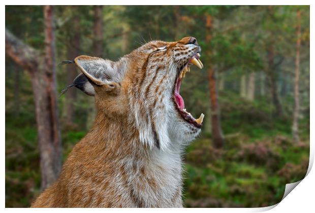 European Lynx Calling in Forest Print by Arterra 