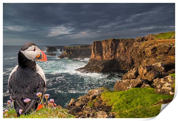 Puffin Watching Shetland Coast Print by Arterra 