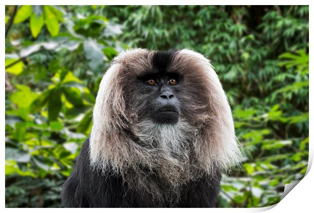 Lion Tailed Macaque Print by Arterra 